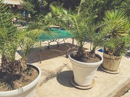 exotisch planten in een pot. mensen toenemen palmen en bloemen in heet klimaten. groen palm boom met lang bladeren in een wit pot groeit in de grond foto