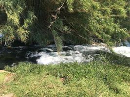 kalmte oase, klein brabbelen beek in de cederberg wildernis, zuiden Afrika. een stroom of Doorzichtig water en groen gebladerte foto