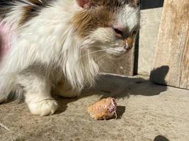 dakloos hongerig arm ziek wit schattig soort mooi zo kat met ziekten en kaal gescheurd haar. concept helpen dakloos huisdieren Bij de onderdak foto