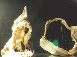 museum deel. skelet van oude vis. studie van zoogdieren, onderwater- dieren van oudheid. de stoffelijk overschot van oud vis, marinier leven foto