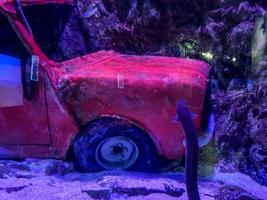 helder, rood auto zonk Bij de bodem van de zee. dak en wielen met gebarsten verf van wezen in de water. in de buurt aal, vis, stenen en struikgewas foto