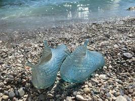 het baden schoenen Aan een steen kust in de middellandse Zee naar beschermen tegen zee egels en scherpe randen stenen foto