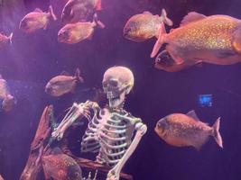 dieren in het wild piranha vis en menselijk skelet onderwater- abstract samenstelling foto