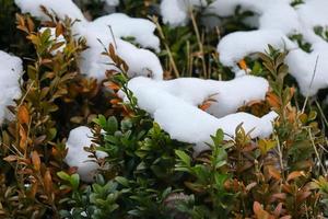 groen en bruin bladeren van buxus haag groen gedekt in sneeuw foto