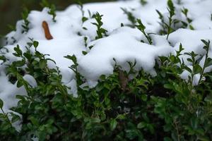 groen buxus buxus haag groen gedekt in sneeuw Aan een saai winter dag foto