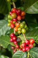 rood en groen koffie bessen Aan een Afdeling Bij de koffie plantage. doi suthep, Chiang mei, Thailand. foto