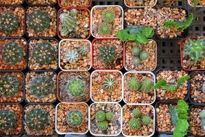 reizen naar Bangkok, Thailand. een veel van cactussen in de potten Aan de markt. foto