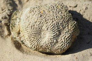 reizen naar eiland koh laren, Thailand. de steen van de schelpen Aan de zand strand. foto