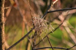 cotinus coggygria of rhus cotinus jong dame Europese of Euraziatisch rookboom, rook boom, rook struik. foto