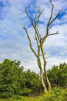 dood bladerloos boom in Duitse natuur. foto