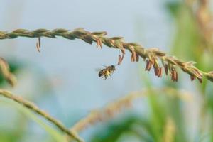 honing bijen vlieg tussen de bloemen op zoek voor nectar foto