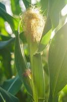 maïs planten gedijen in de veld, maïs boer foto