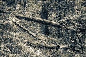 wandelpad in natuurlijke tropische jungle bos ilha grande brazilië. foto