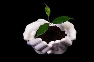 jong klein spruit voor aanplant in de grond in de handen, twee handen Holding voor een jong groen plant, aanplant boom, liefde natuur, opslaan de wereld, ecologie, milieu bescherming foto