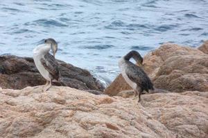 corbaran marinier Aan de middellandse Zee kust, zeevogel foto