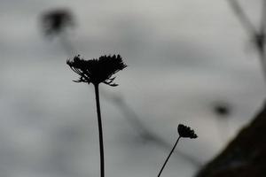 droog bloemen en middellandse Zee bladeren met marinier achtergrond foto