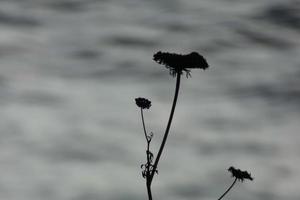 droog bloemen en middellandse Zee bladeren met marinier achtergrond foto