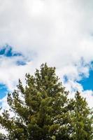 fee weiden naga parbat mooi prima bomen Woud landschap foto