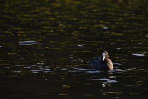 detailopname van water vogel Euraziatisch koet zwemmen in de meer foto