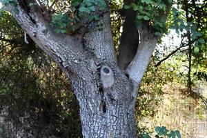 structuur van boom romp en boom blaffen. foto