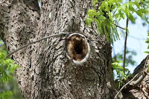 structuur van boom romp en boom blaffen. foto