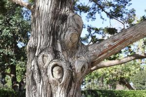 structuur van boom romp en boom blaffen. foto