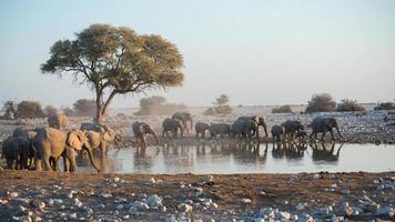 mooi namibisch landschap. groep van olifanten in een een waterpoel. foto