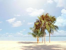 wazig blauw lucht en bladeren van kokosnoot palm boom Aan wit strand voor panorama tropisch zomer achtergrond foto