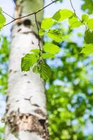 groen bladeren van berk boom dichtbij omhoog in Woud foto