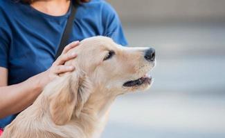 eigen vrouw hand- kloppen Aan haar aanbiddelijk schattig bruin hond hoofd, hond persoon concept. foto