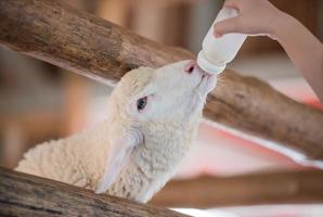 schattig baby schapen met voeden melk gevoed van melk fles, werkzaamheid in landbouw reizen. foto