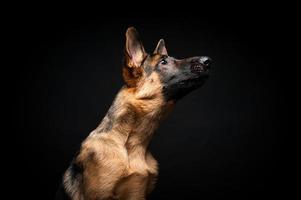 portret van een Duitse herder voor een geïsoleerde zwarte achtergrond. foto