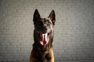 portret van een belgische herdershond. foto