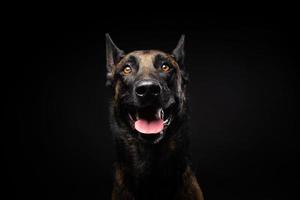 portret van een belgische herdershond op een afgelegen zwarte achtergrond. foto