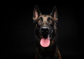 portret van een belgische herdershond op een afgelegen zwarte achtergrond. foto