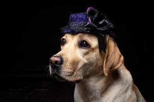 detailopname van een labrador retriever hond in een hoofdtooi. foto