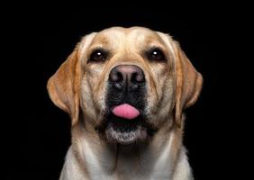 portret van een labrador retriever-hond op een geïsoleerde zwarte achtergrond. foto