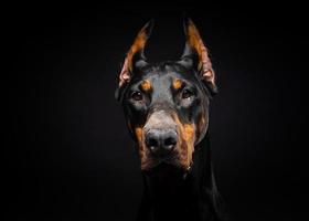 portret van een doberman hond op een afgelegen zwarte achtergrond. foto