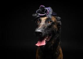 portret van een belgisch herder hond in een hoofdtooi. carnaval of halloween. foto