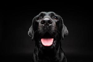 portret van een labrador retriever-hond op een geïsoleerde zwarte achtergrond. foto