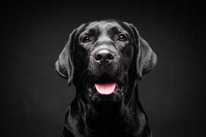 portret van een labrador retriever-hond op een geïsoleerde zwarte achtergrond. foto