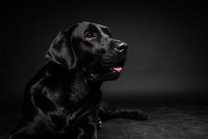 portret van een labrador retriever-hond op een geïsoleerde zwarte achtergrond. foto