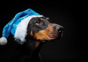 portret van een doberman hond in een de kerstman hoed geïsoleerd Aan een zwart achtergrond. foto