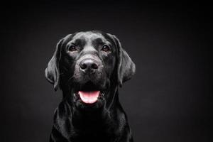 portret van een labrador retriever-hond op een geïsoleerde zwarte achtergrond. foto