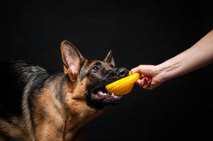 een vrouw met een geel speelgoed van een Duitse herderpuppy. foto