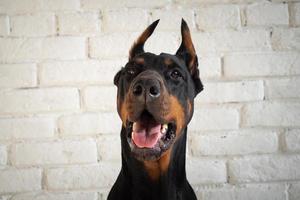 portret van een doberman hond. foto