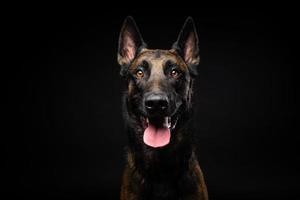 portret van een belgische herdershond op een afgelegen zwarte achtergrond. foto