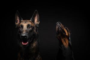 portret van een belgische herdershond en een doberman op een afgelegen zwarte achtergrond. foto