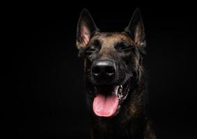 portret van een belgische herdershond op een afgelegen zwarte achtergrond. foto