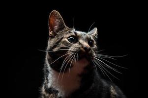 volbloed volwassen kat, gefotografeerd in de studio op een zwarte achtergrond. foto